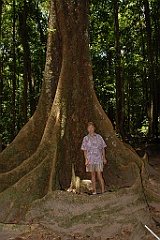 0984 Mossman Gorge